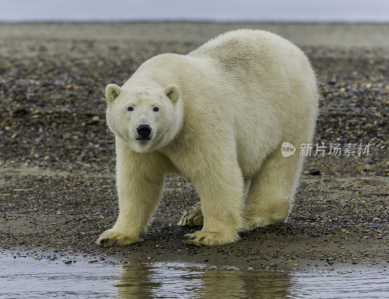 北极熊(Ursus maritimus)是一种土生土长的北极熊，主要生活在北极圈内，包括北冰洋及其周围的海洋和陆地。在巴特岛的海滩上等待着海水结冰以便捕猎海豹